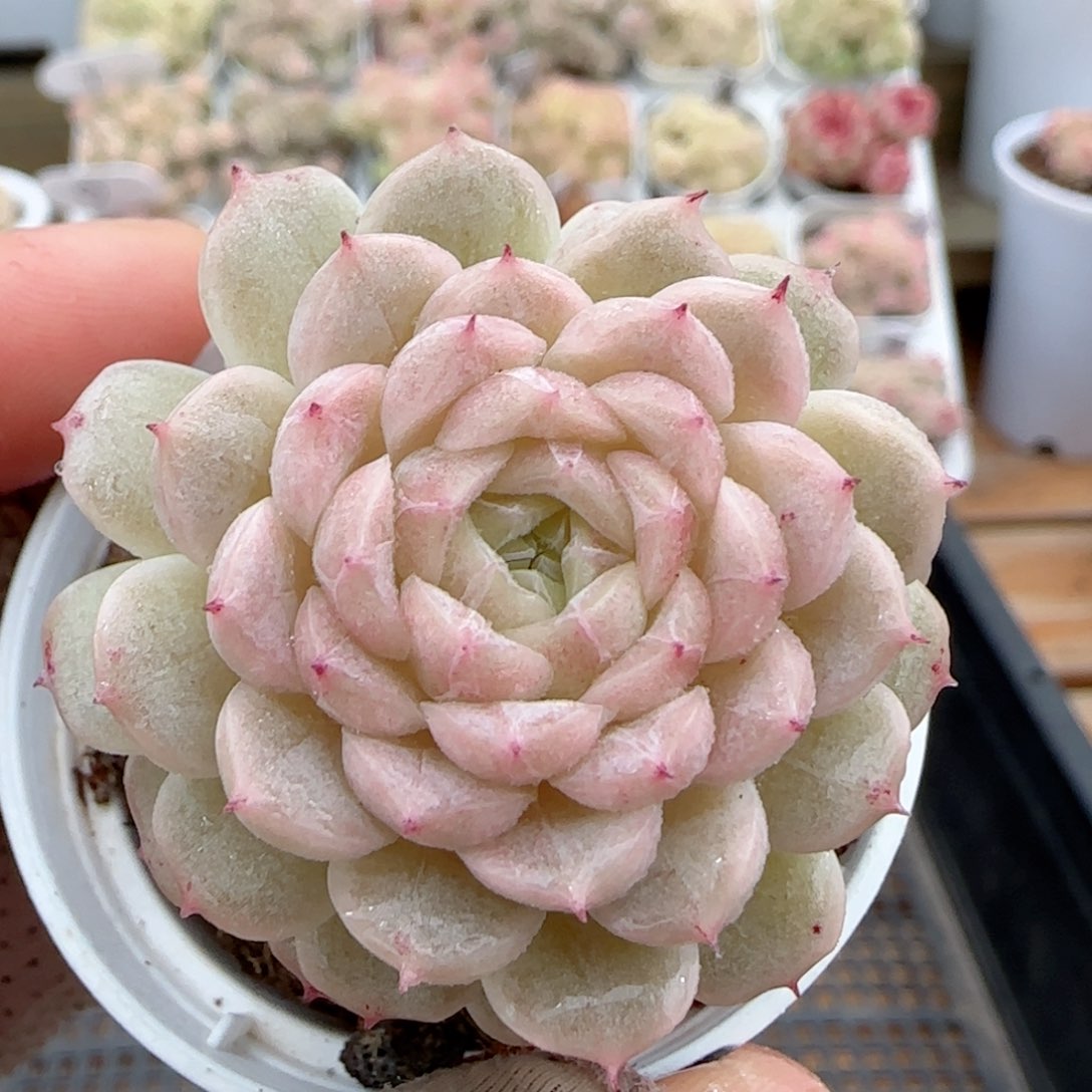 【闪购商品】0127-104小魔仙