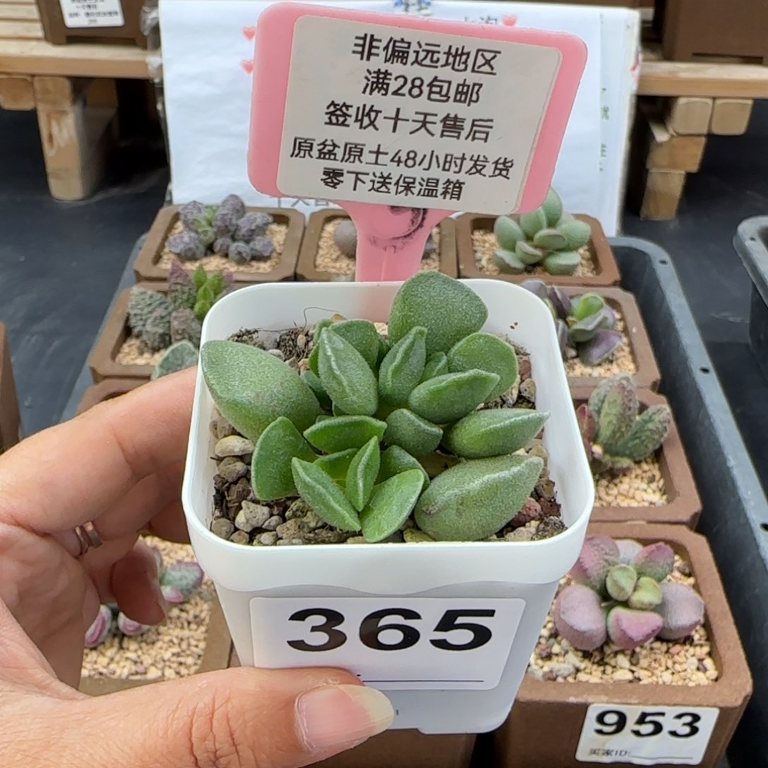 365绿豆糕多肉植物