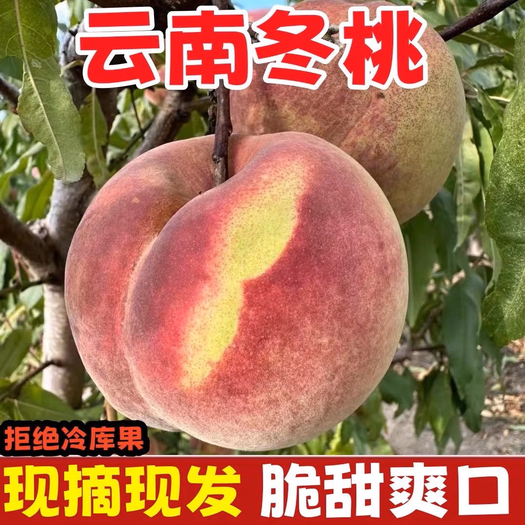 【新鲜采摘】云南大理冬桃脆甜离核毛桃高山桃子整箱包邮孕妇新鲜