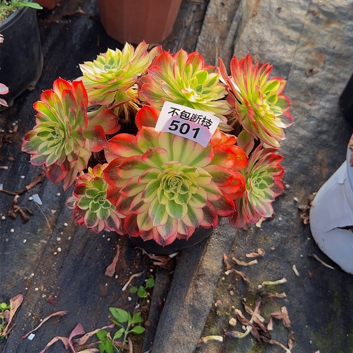 小*501多肉法师锦1111