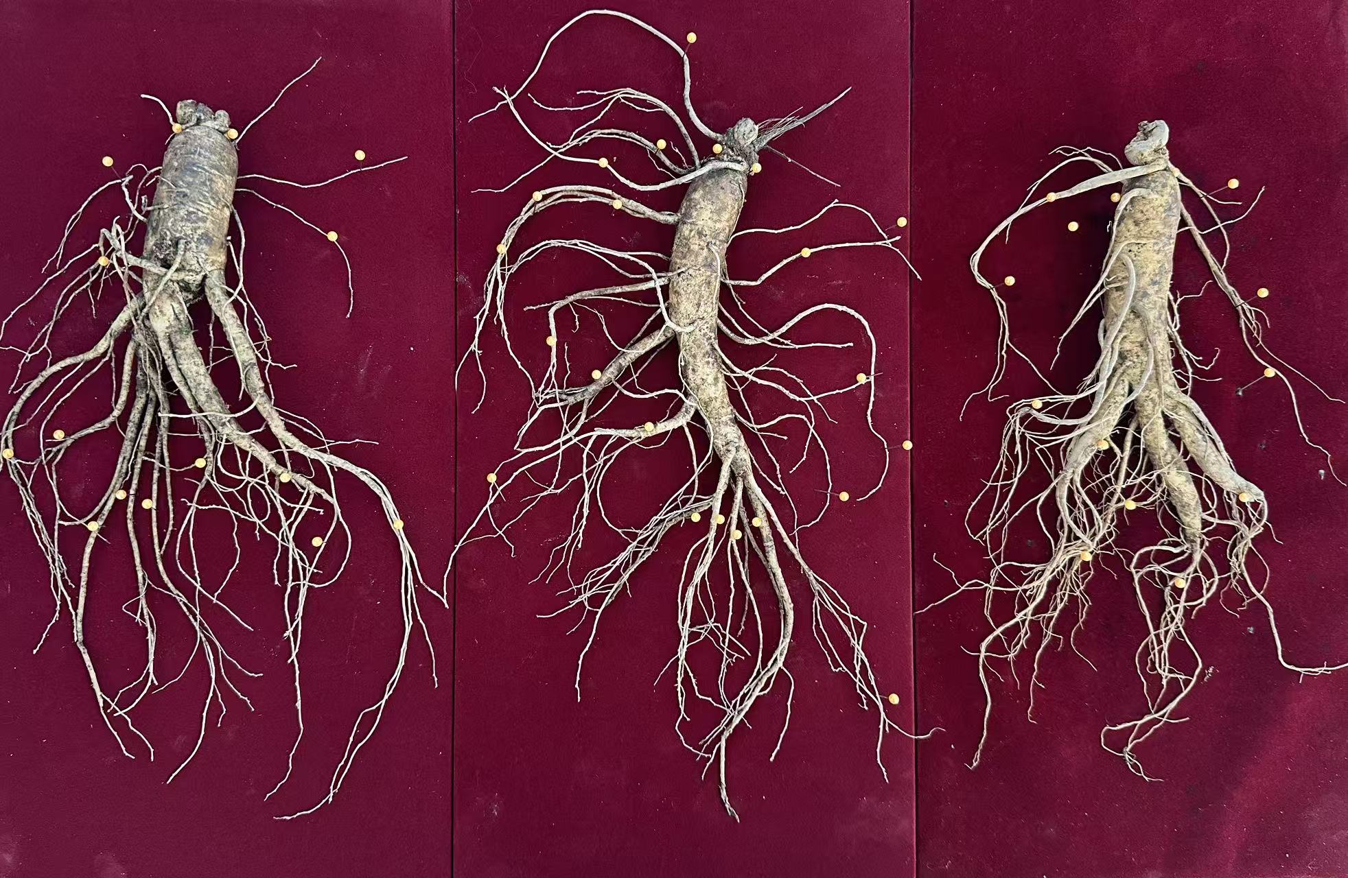 [吉丰堂]长白山6年鲜人参（微残参）