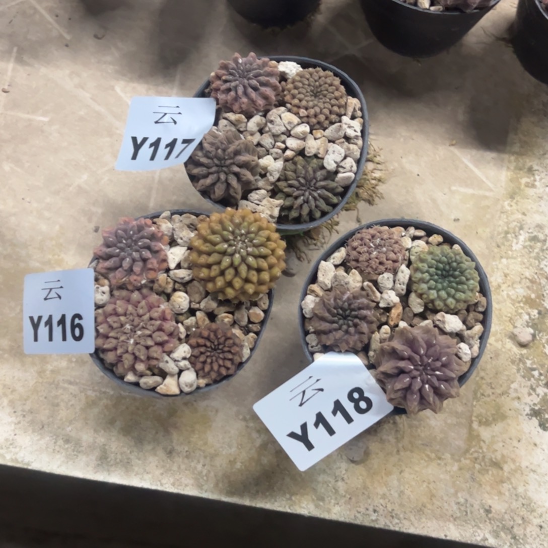 忠***个一物一拍组合3个116-117-118