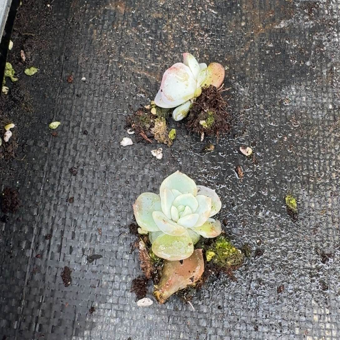 选育的雪兔杂交梦露22-132量了量拍