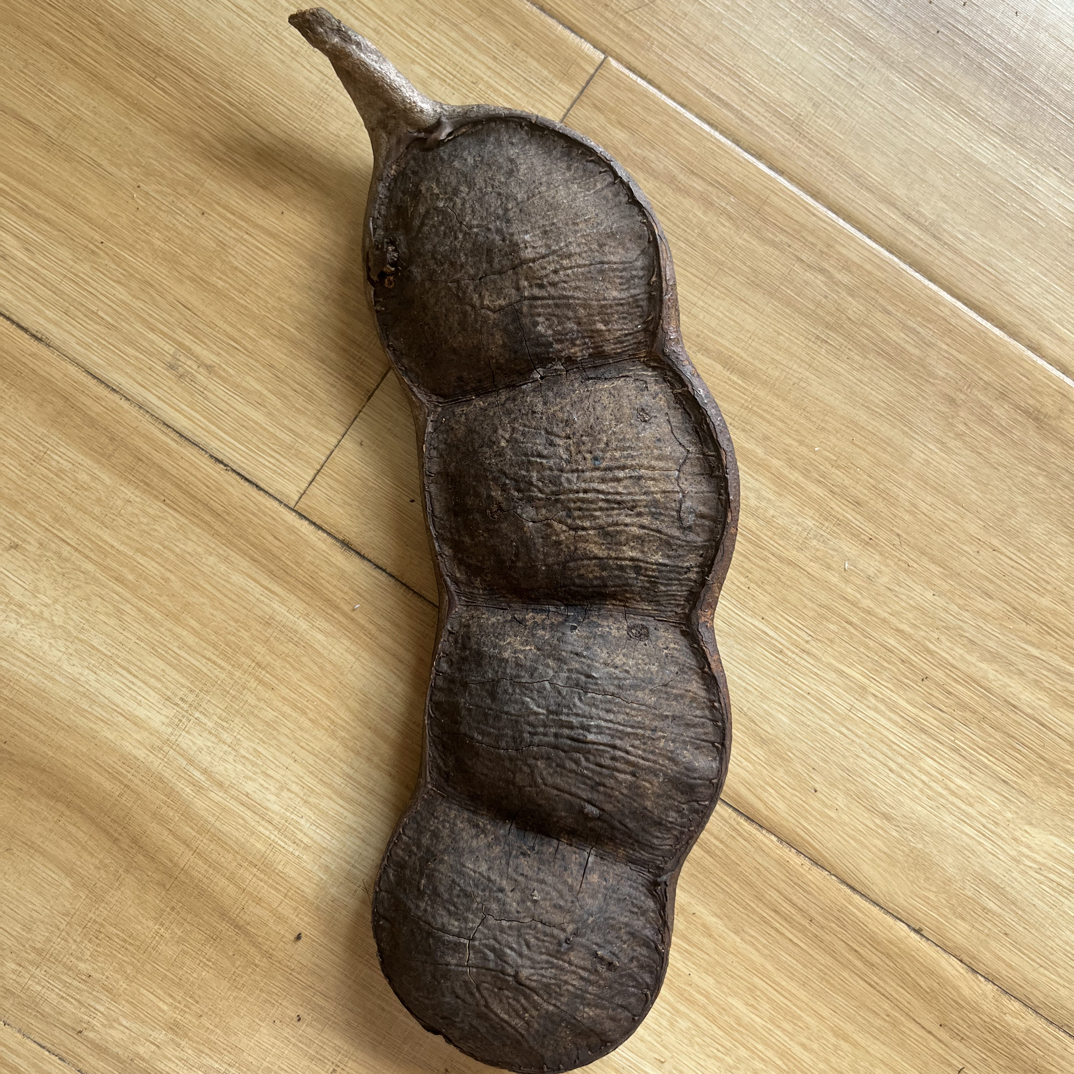 云南摆件平安豆 大豆荚 榼藤子 原始森林大自然的馈赠