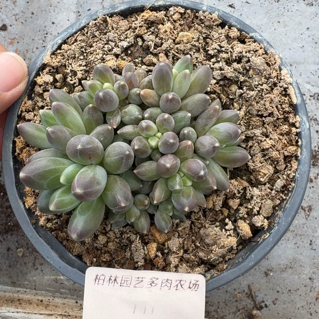 141 美人杂交 一物一拍