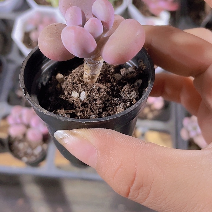 精品桃蛋多肉植物