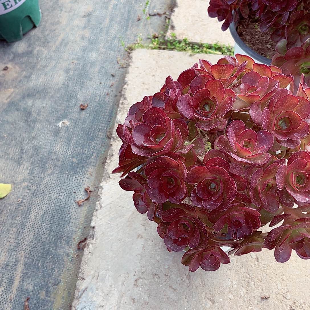 法师多肉植物魅金