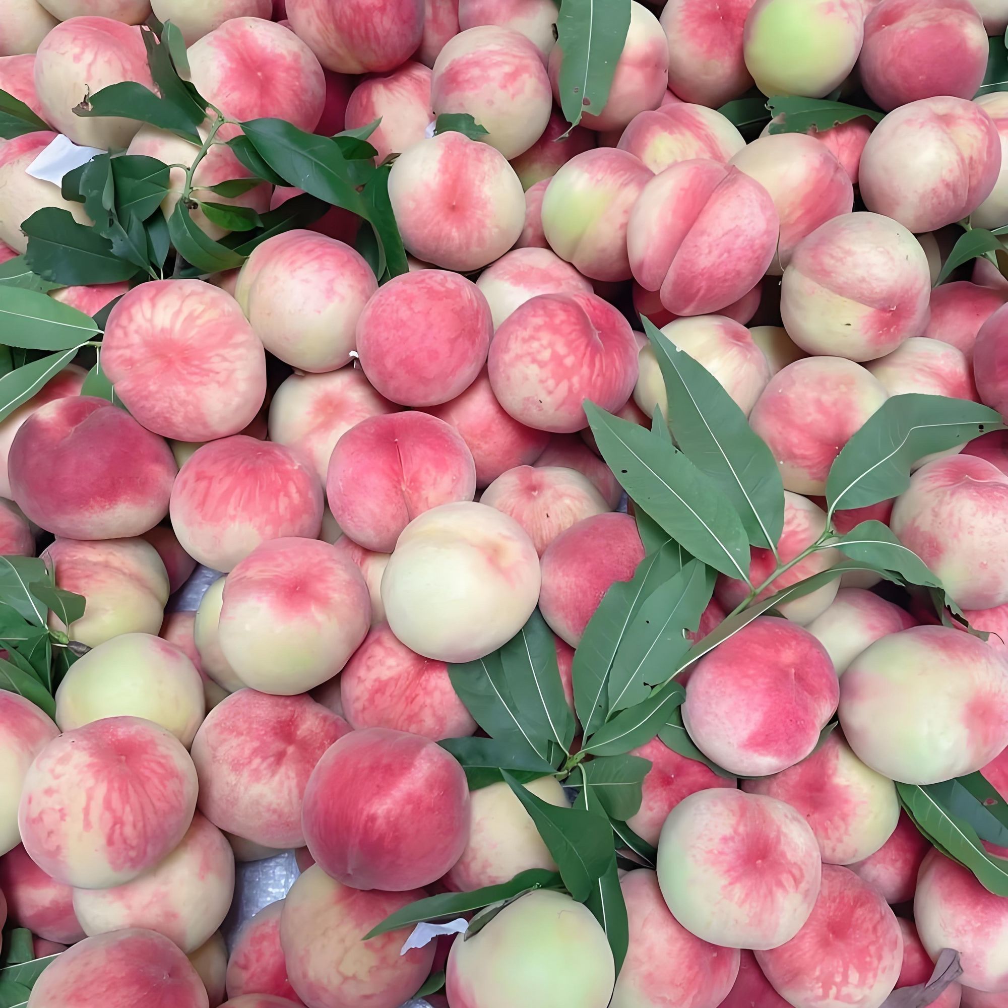 头茬露天水蜜桃新鲜采摘脆软两吃爆汁夏日应季水果产地直发B