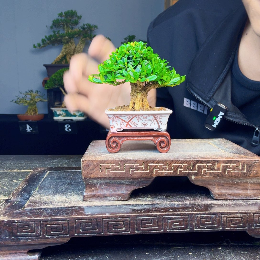 叶***子无花朵黄杨盆景一物一拍