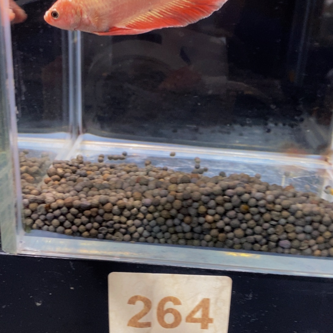 斗鱼264巨斗11111