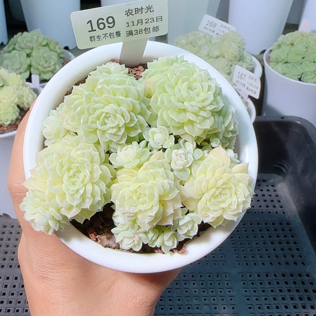 元***啊1123-169fm-173麦杆