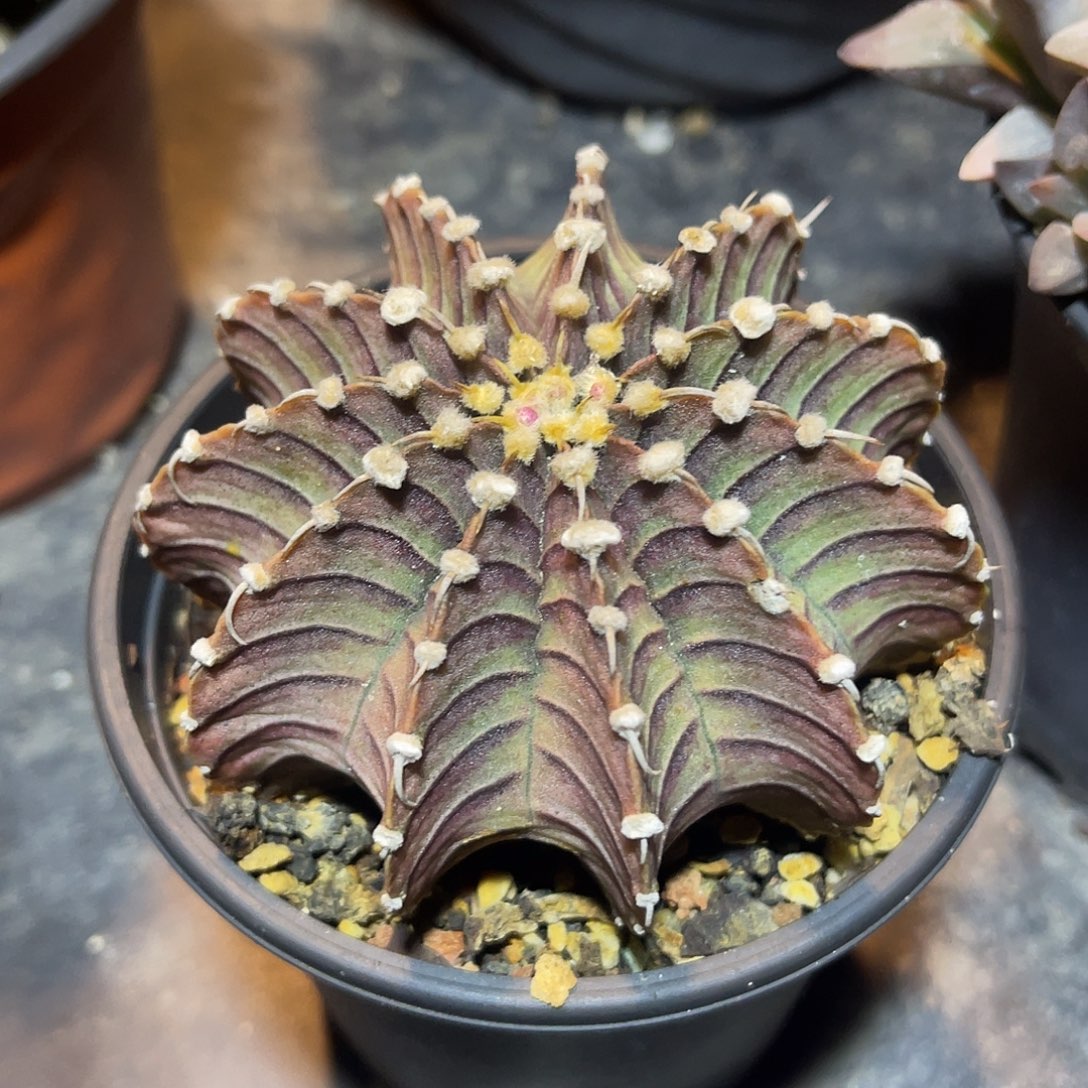 肋骨牡丹一物一拍