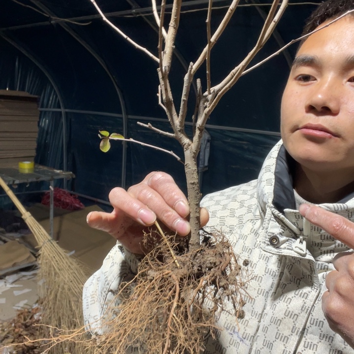 十二一重海棠花一颗苗