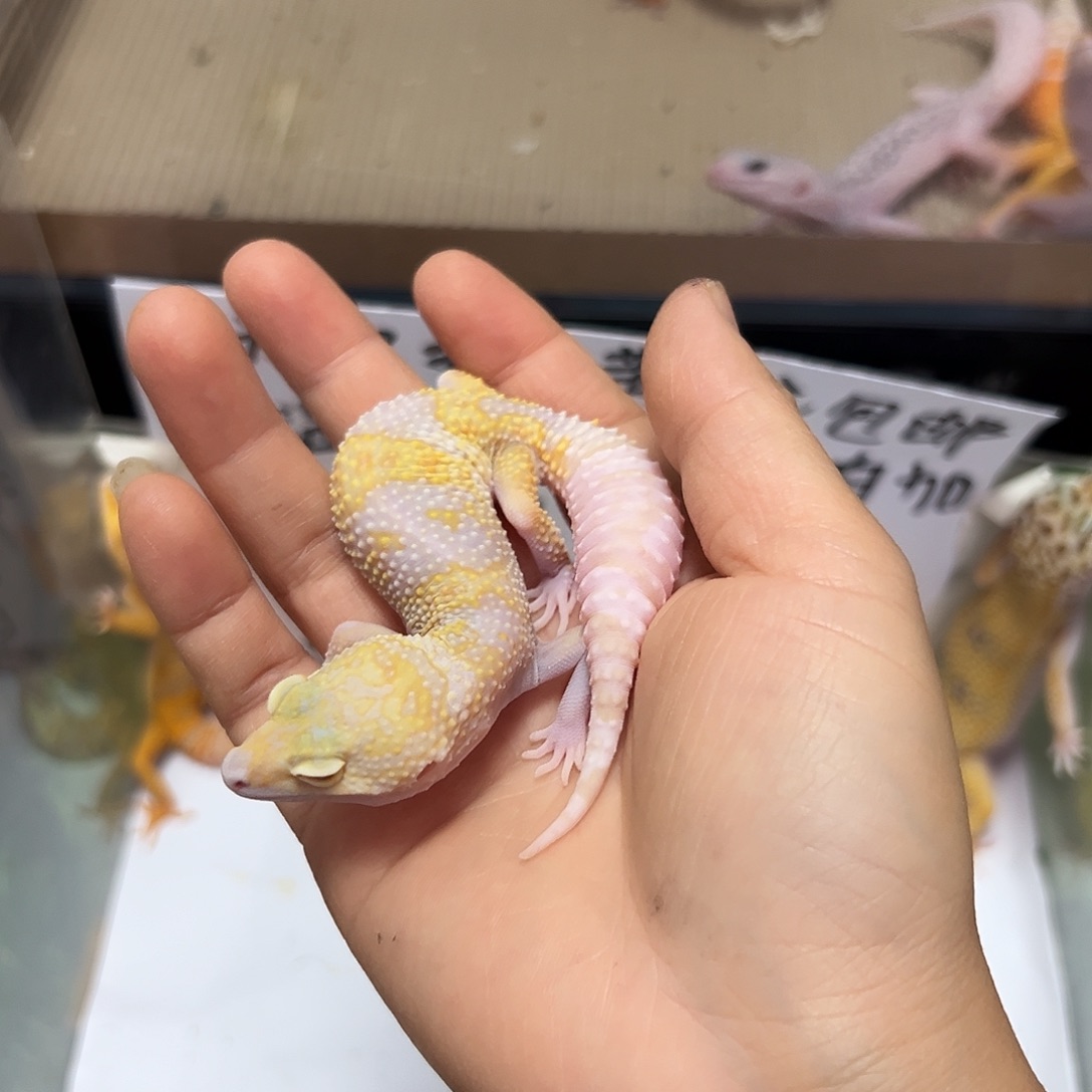 豹纹守宫豹纹守宫