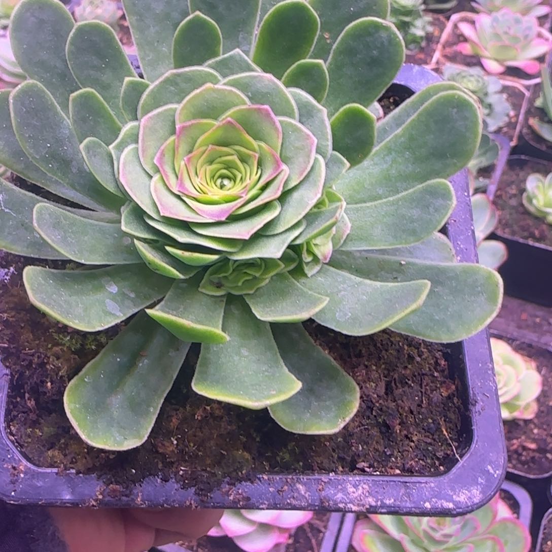 叶**子8.5厘米花未央玫瑰11242424