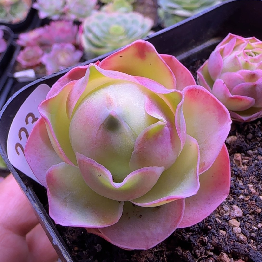 十六半城山地玫瑰223