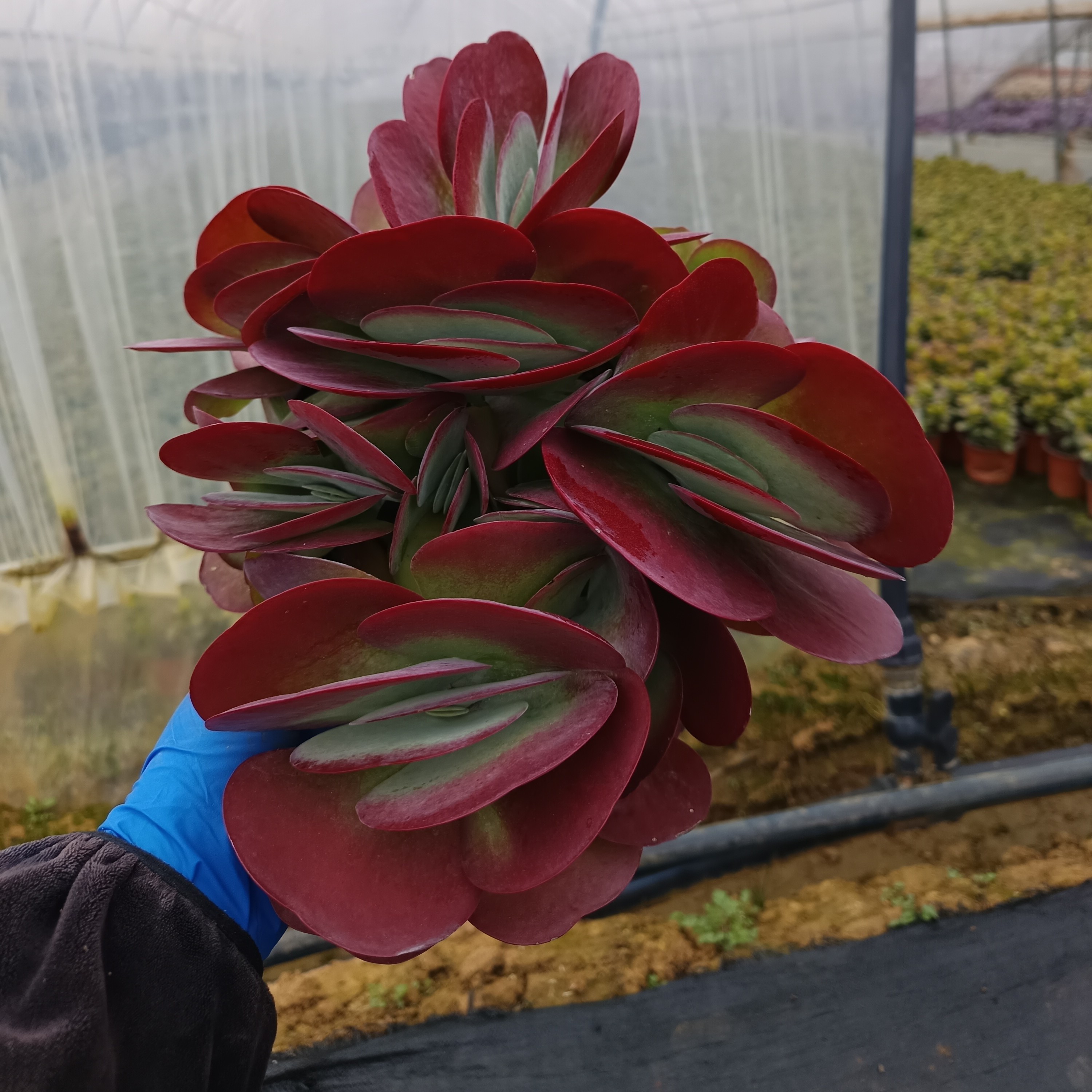 唐印多肉植物 冠幅20厘米左右