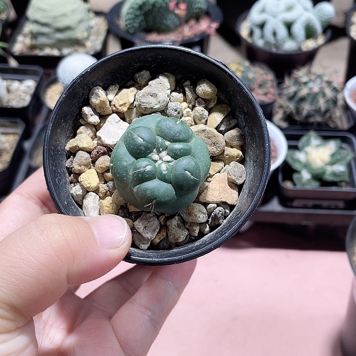 596无刺象牙蜘蛛眼