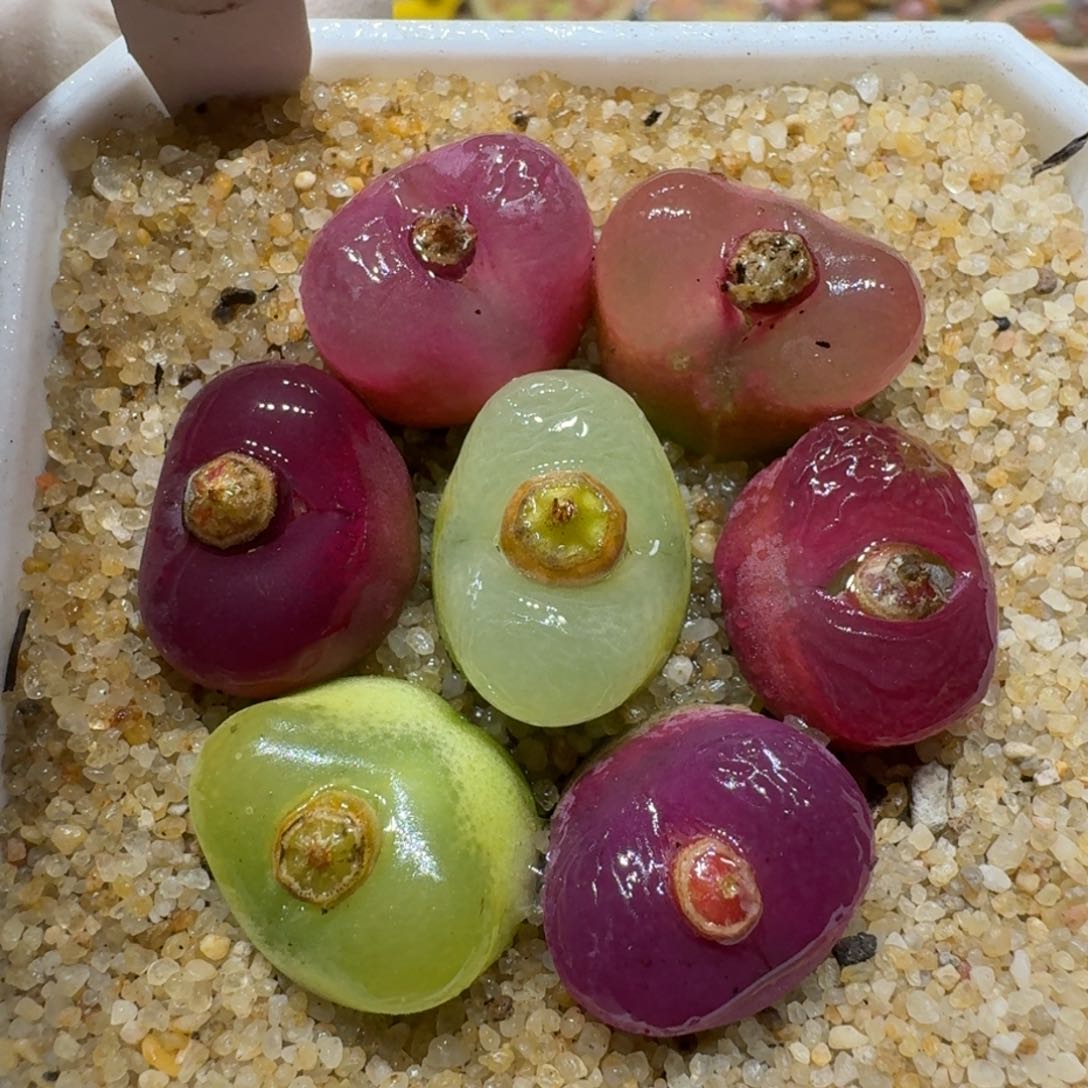 0225-05果冻毛肉锥