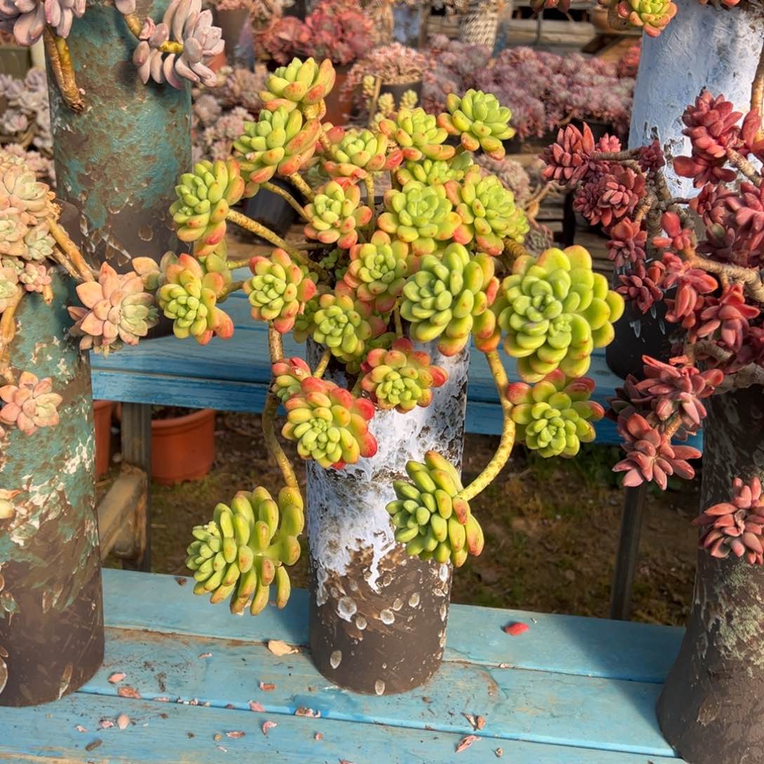 精品香格里拉妖桩 裸根