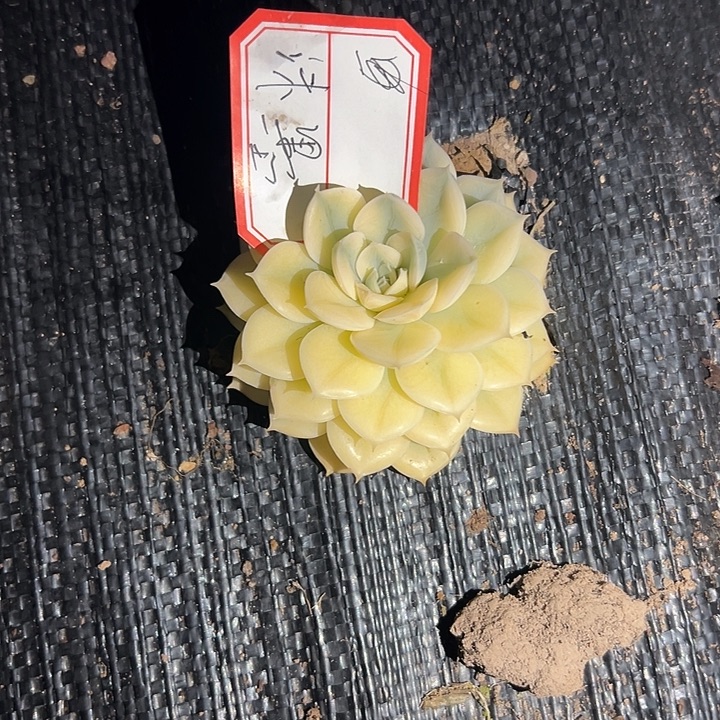 沫***、月亮仙子锦好好看