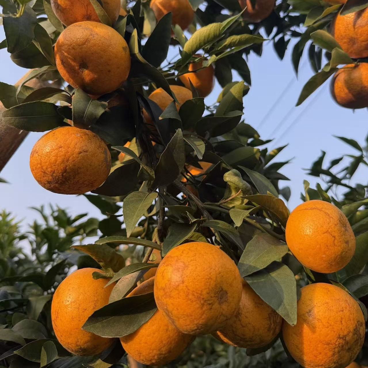 【老树花皮果】广西特产沃柑清甜脆新鲜采摘产地直发5/8斤