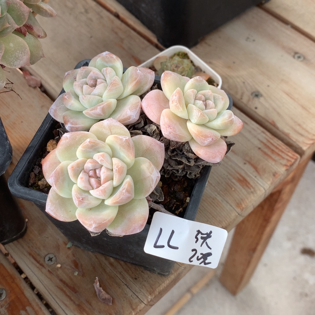 LL冰玉3头20元啦啦啦