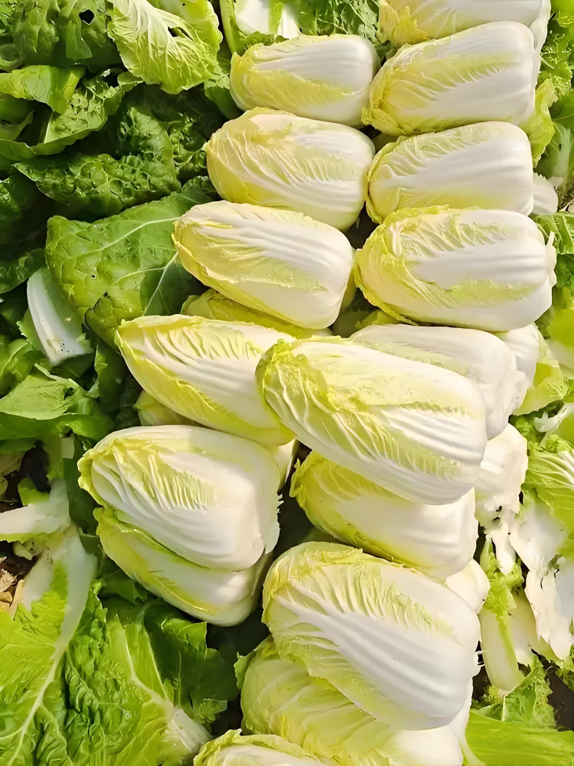 农家自种黄心精品娃娃菜现挖现发新鲜好吃