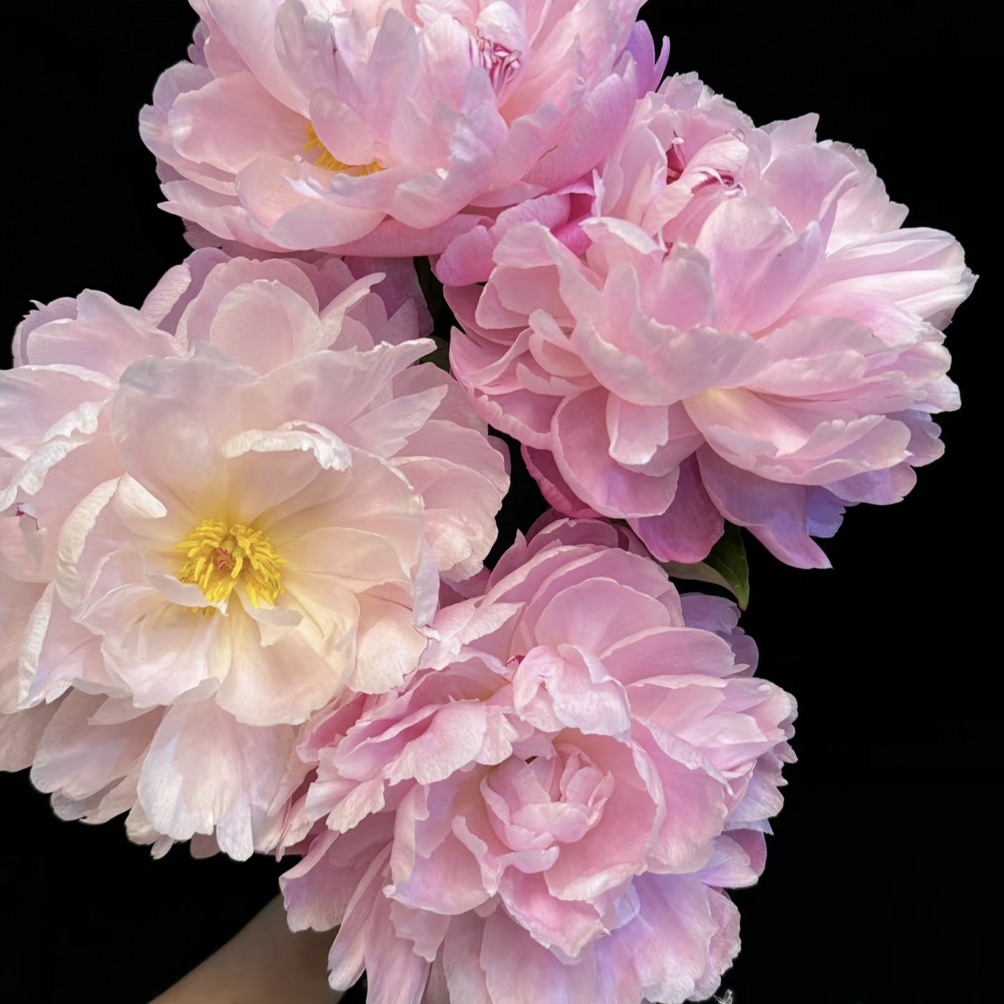 粉岭红花国产观赏芍药花苗带根块多年生正宗重瓣大花庭院盆栽芍药