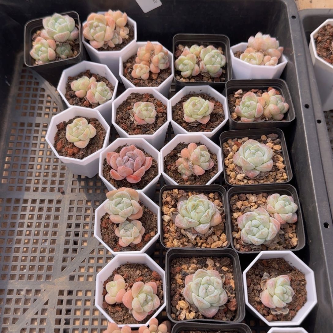冰玉一筐22颗脱土发货
