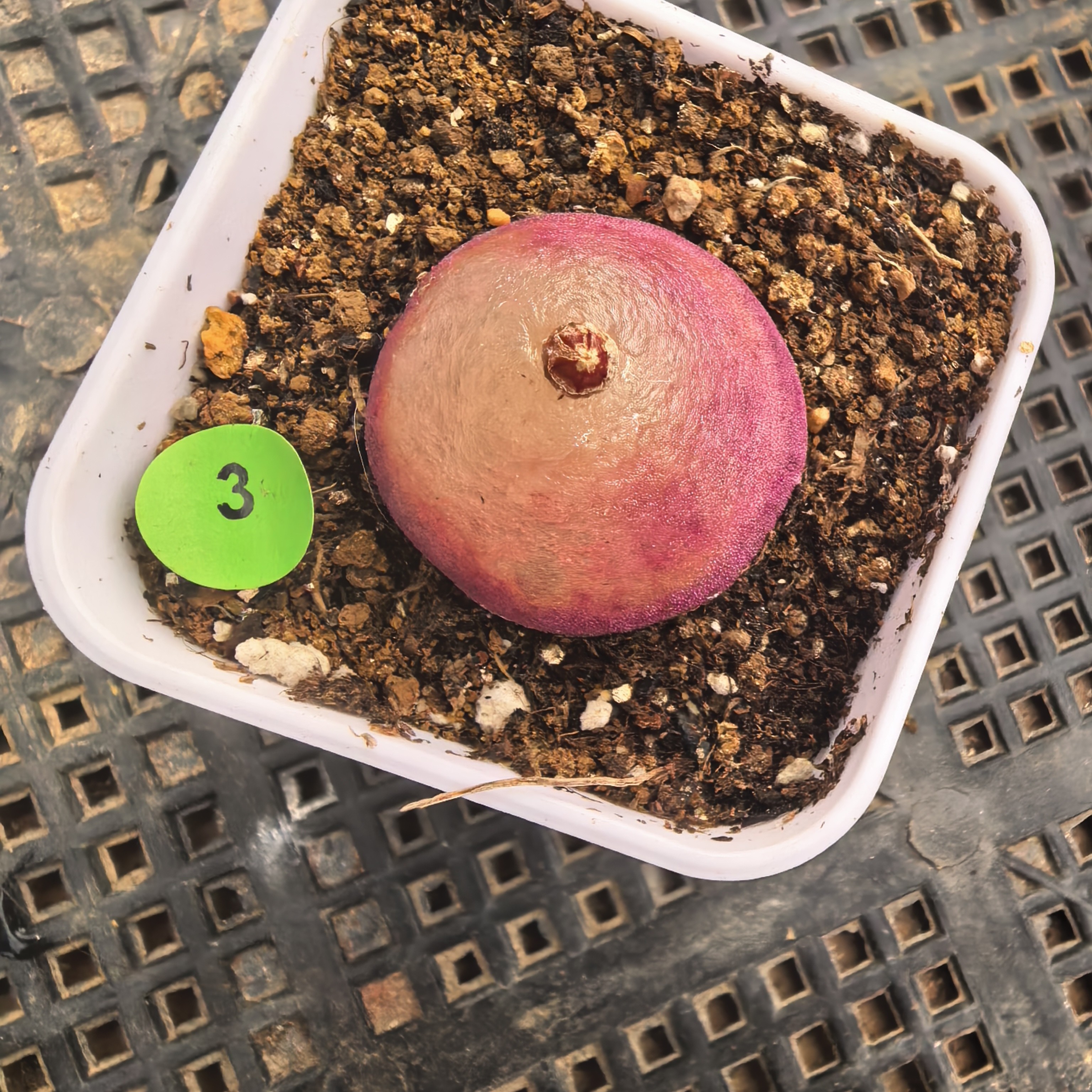 灯泡2.6-2.7CM带盆多肉3