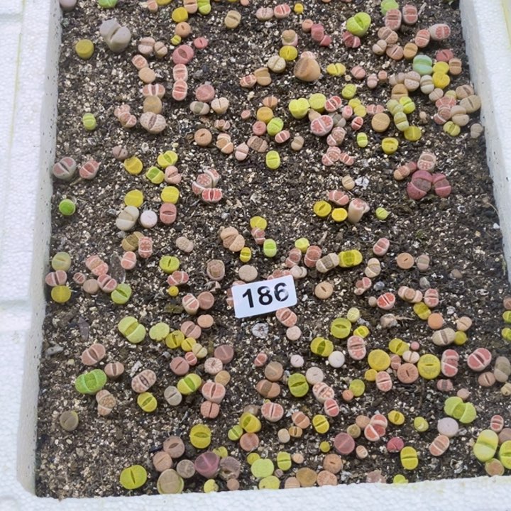 186 生石花一物一图如图带盆