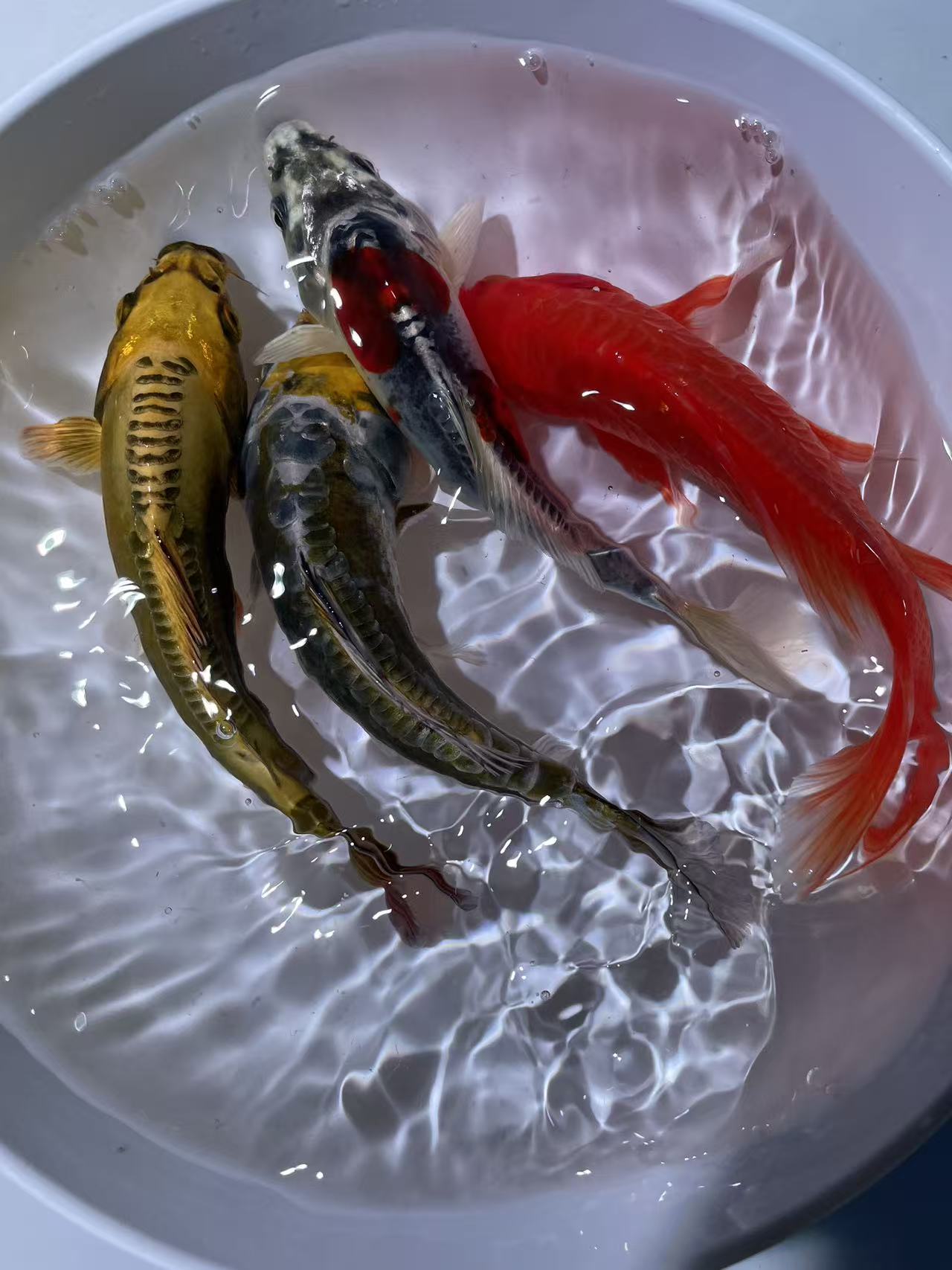 蓝牌 1-100 锦鲤、蝴蝶鲤、德系 玛雅 无鳞鱼、金鱼。