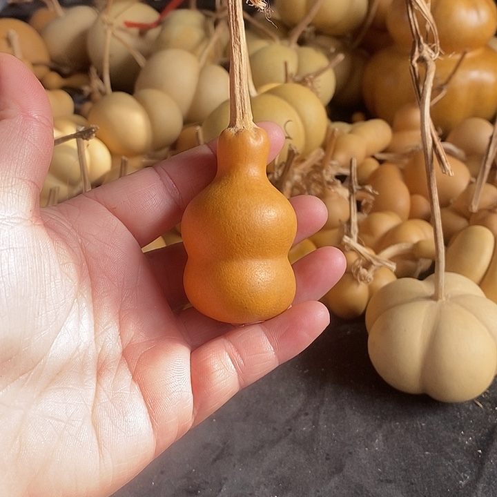 葫芦的颜色很好看