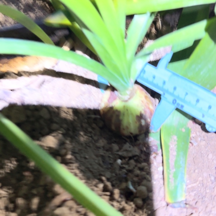 无花朵双绿5.3cm一颗