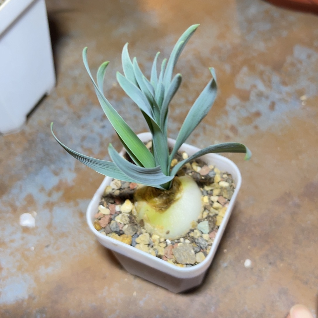 实生宽叶弹簧草一物一拍