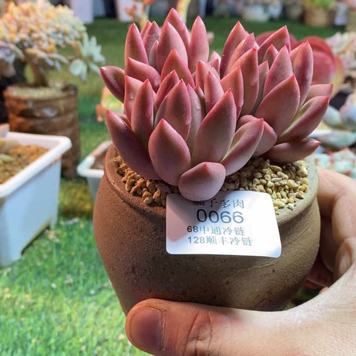 0066啊啊啊啊啊啊啊啊啊啊