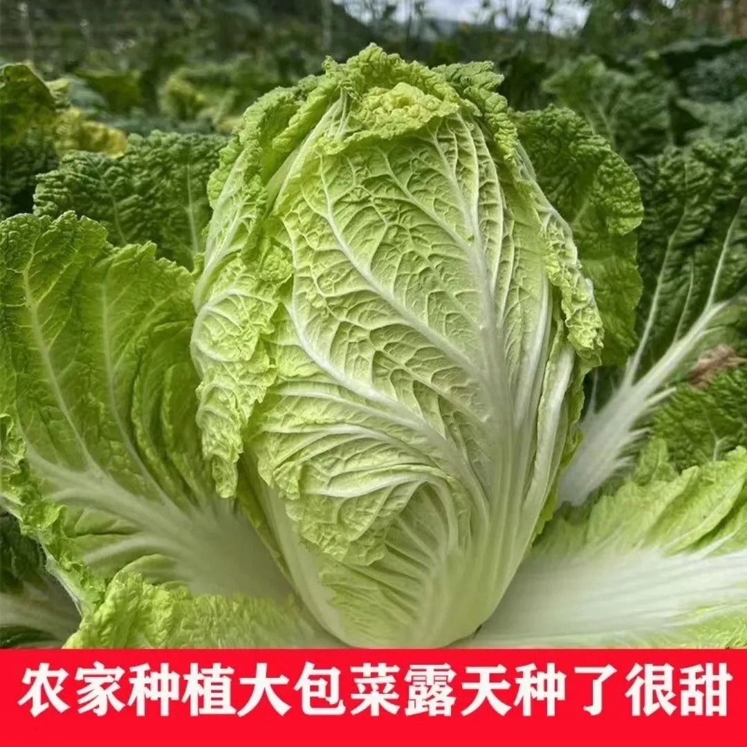 贵州高山露天自然生长大白菜现摘现发