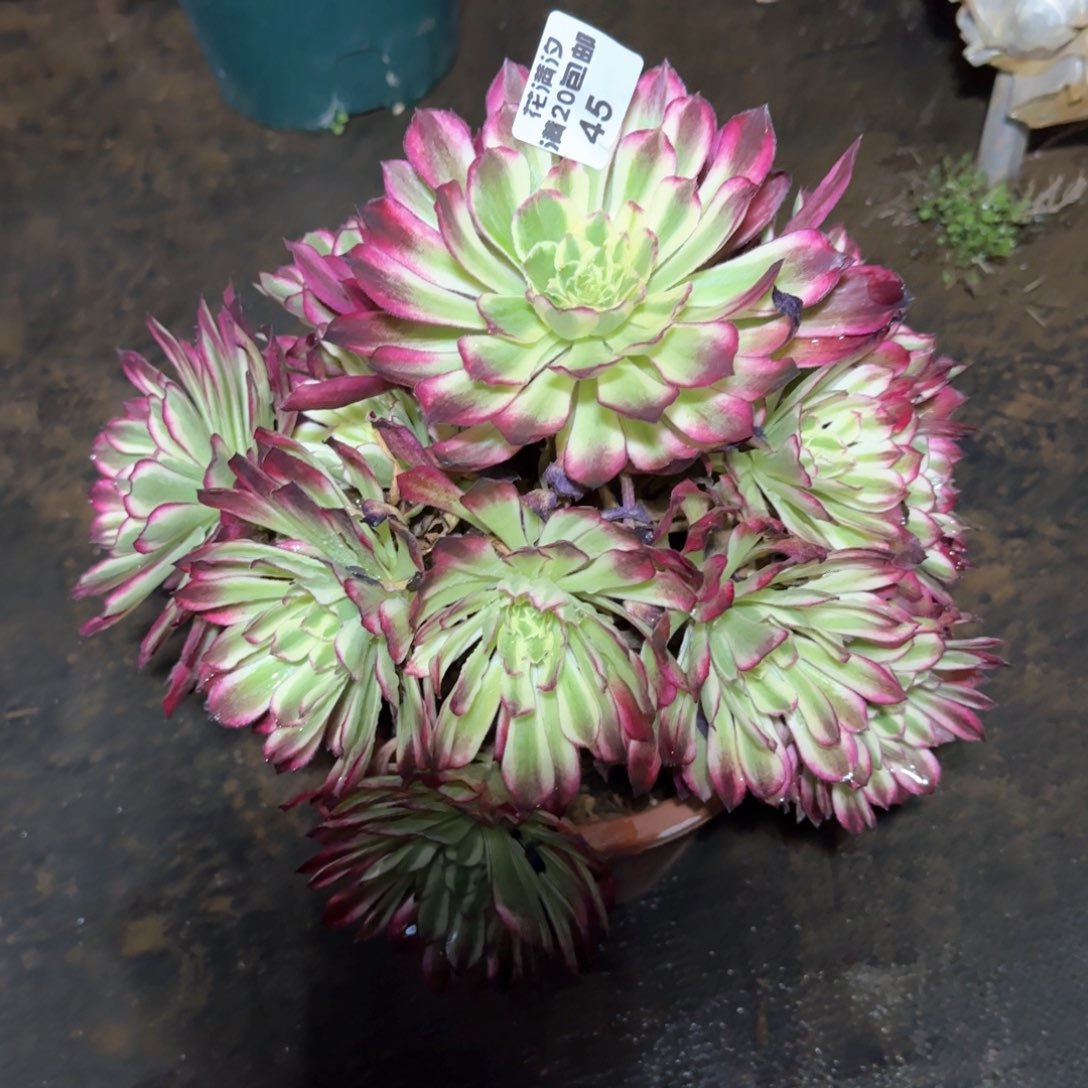 绿体仙墨法师多肉45号