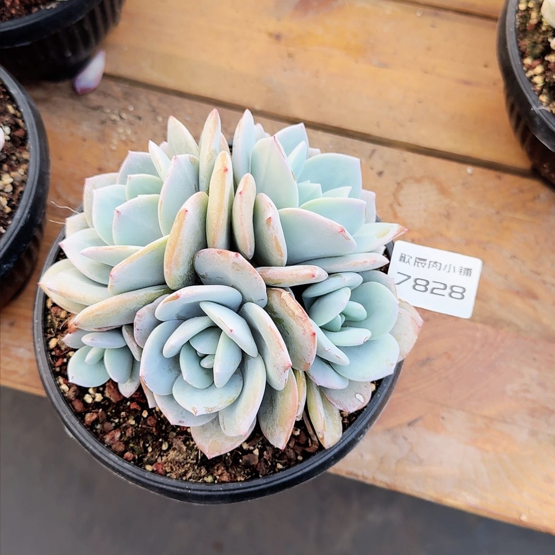 诺*多肉植物奶茶群7828