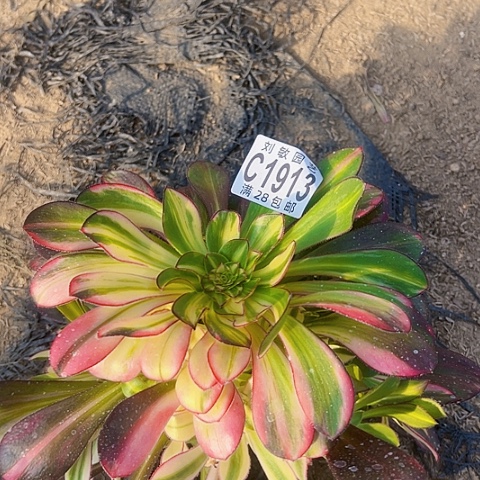 1913爱马仕多肉植物法师多肉