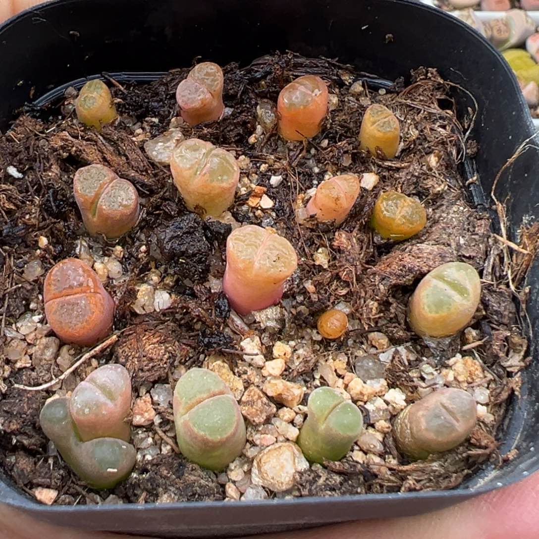 1.20好看的多肉853