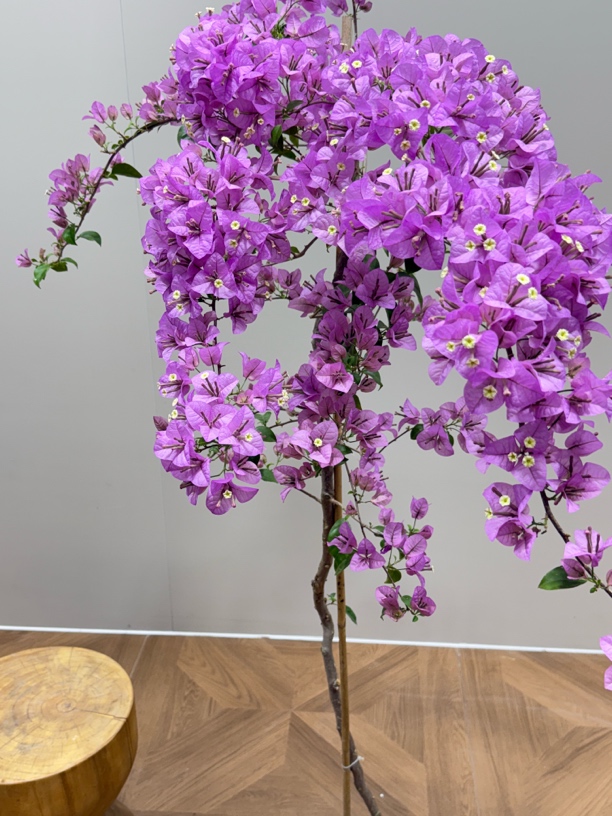 （一物一拍）巴西紫 伊娃系列耐热耐寒花期长