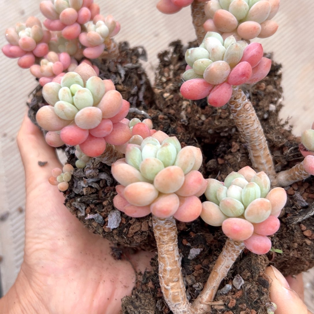 鱼子酱5棵打个很健康