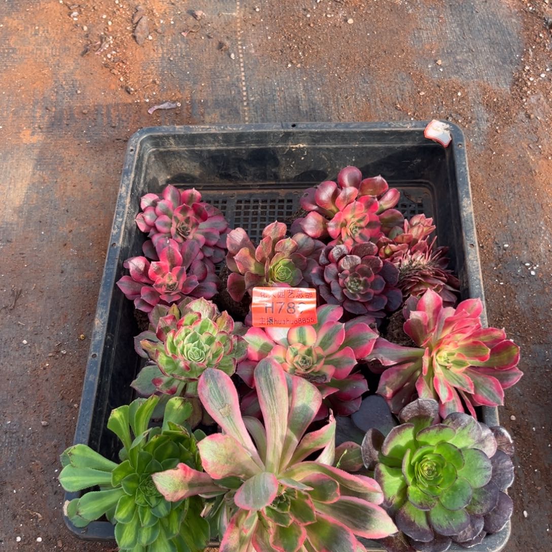 框拍789多肉植物法师