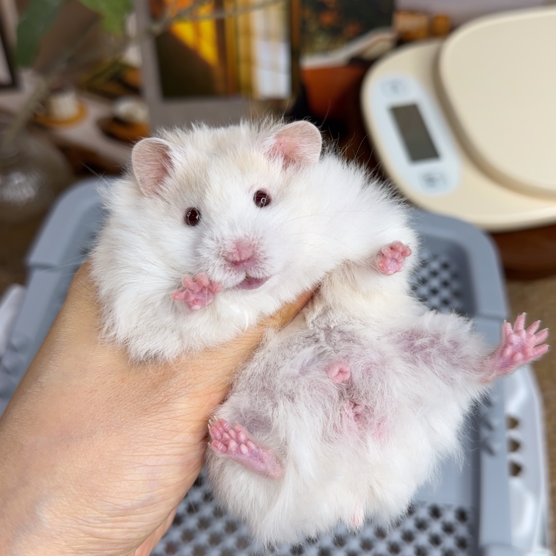 蜜波弟弟8.08生日