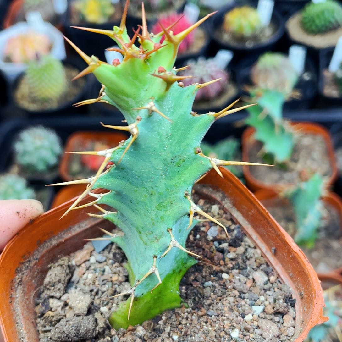 旋转麒麟非偏远地区满25包邮仙人球