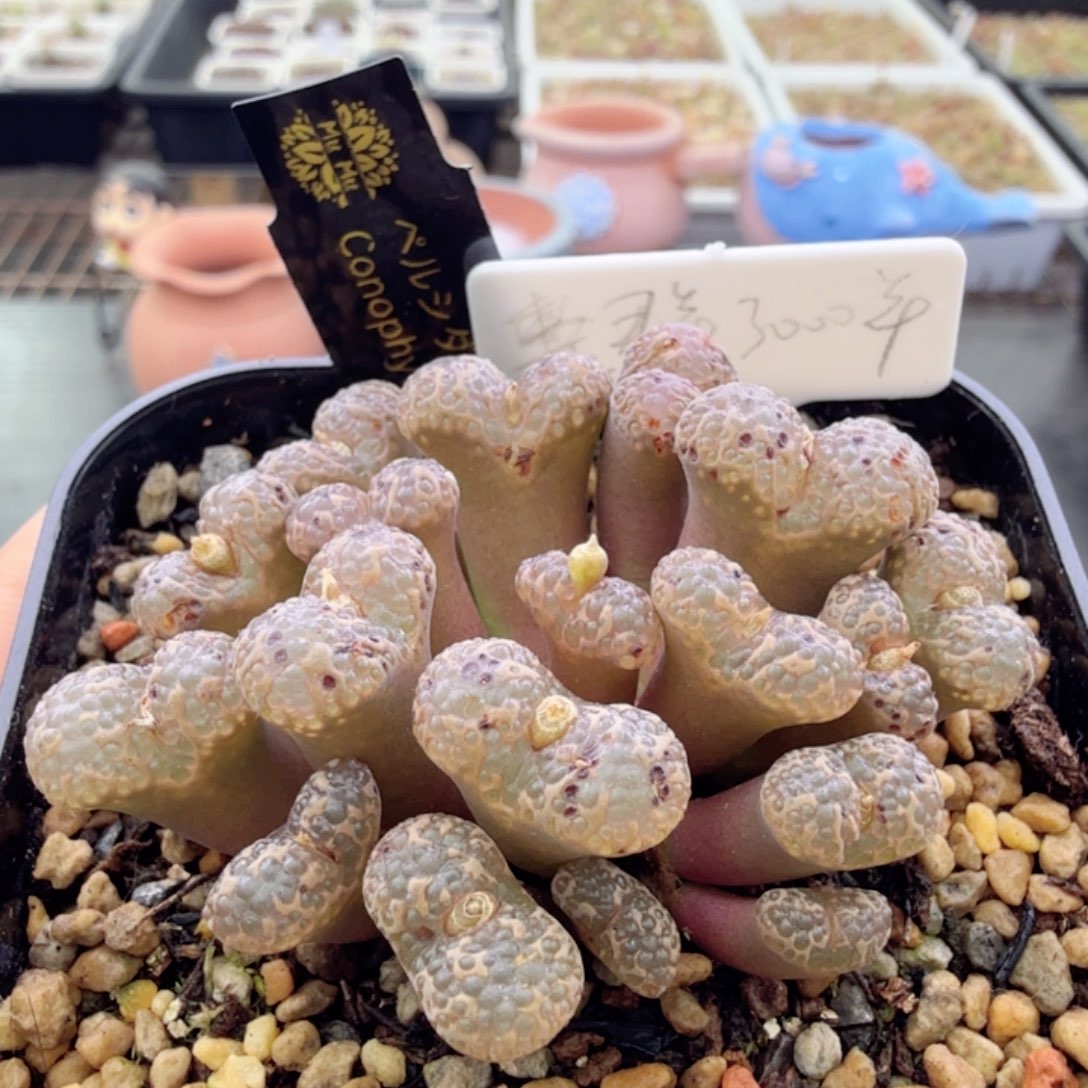 日本东五鱼子酱 12-10-L4