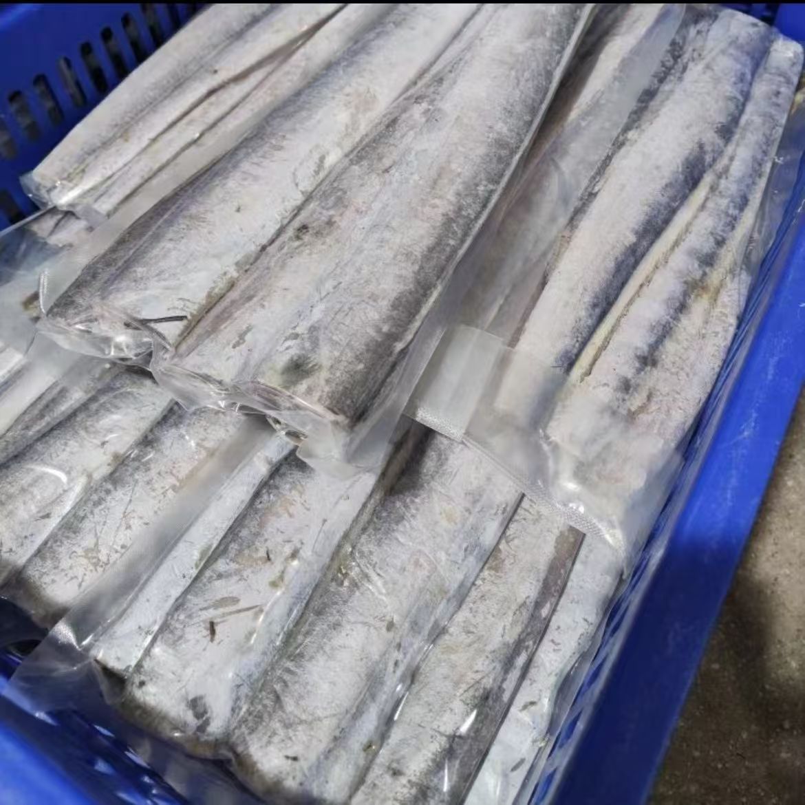 五斤整段去头去尾长段净重无冰小眼刀鱼新鲜冷冻海鲜批发