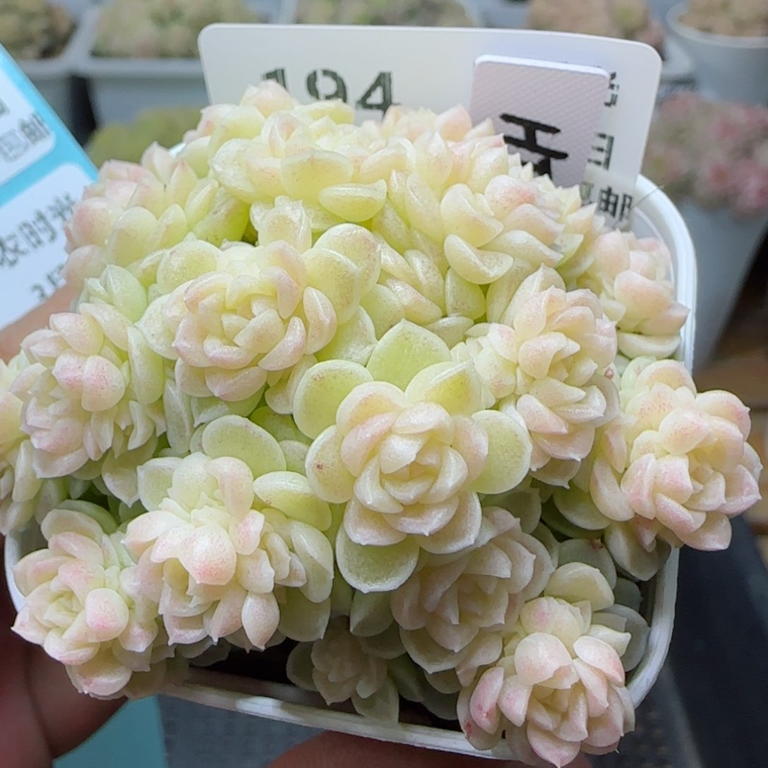 【闪购商品】0308-194（ht-11）